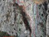 csm_totenkoepfl-hohe-wand-klettern-topo_be32675357 csm_totenkoepfl-hohe-wand-klettern-topo_be32675357